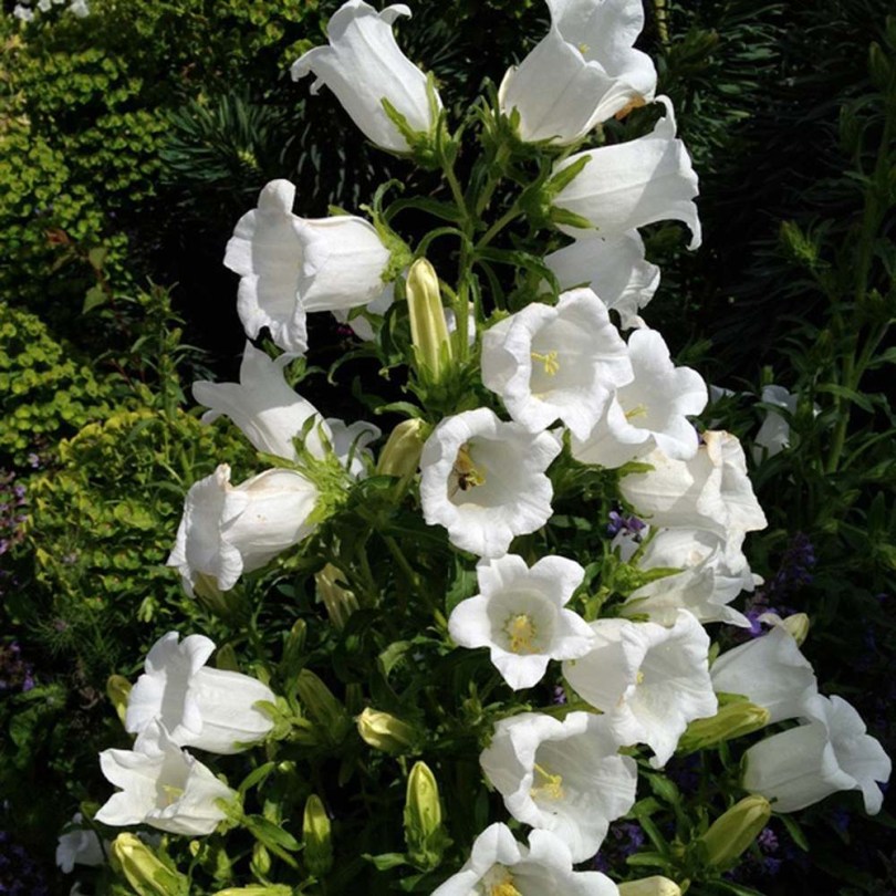 Fehér csupros harangvirág - Bögrevirág - Campanula medium, Campanula medium, ehető virág